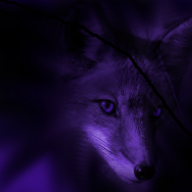 Sinister Shadowfox