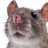 Rat
